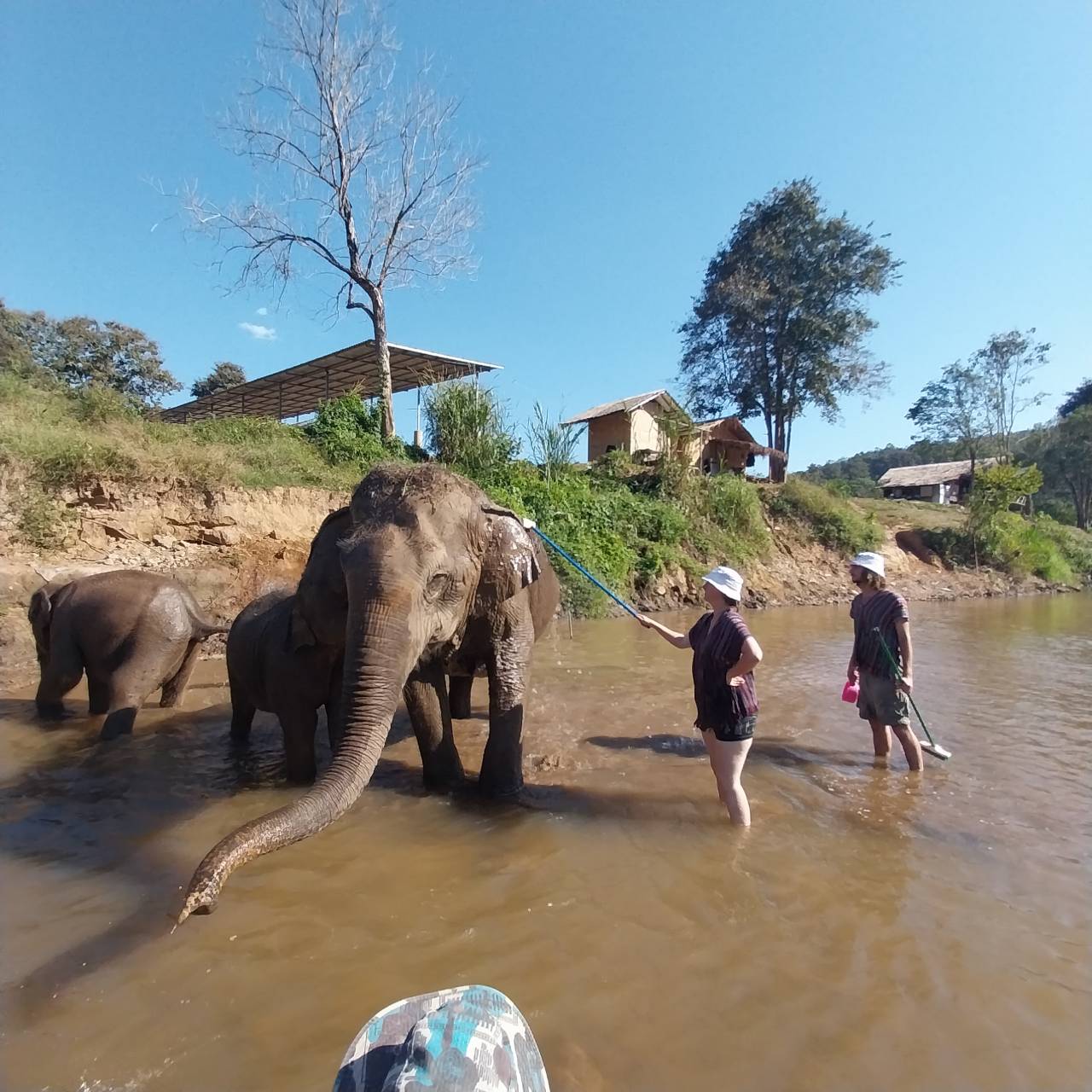 【タイ-チェンマイ】アジア象体験プログラム業務内容画像