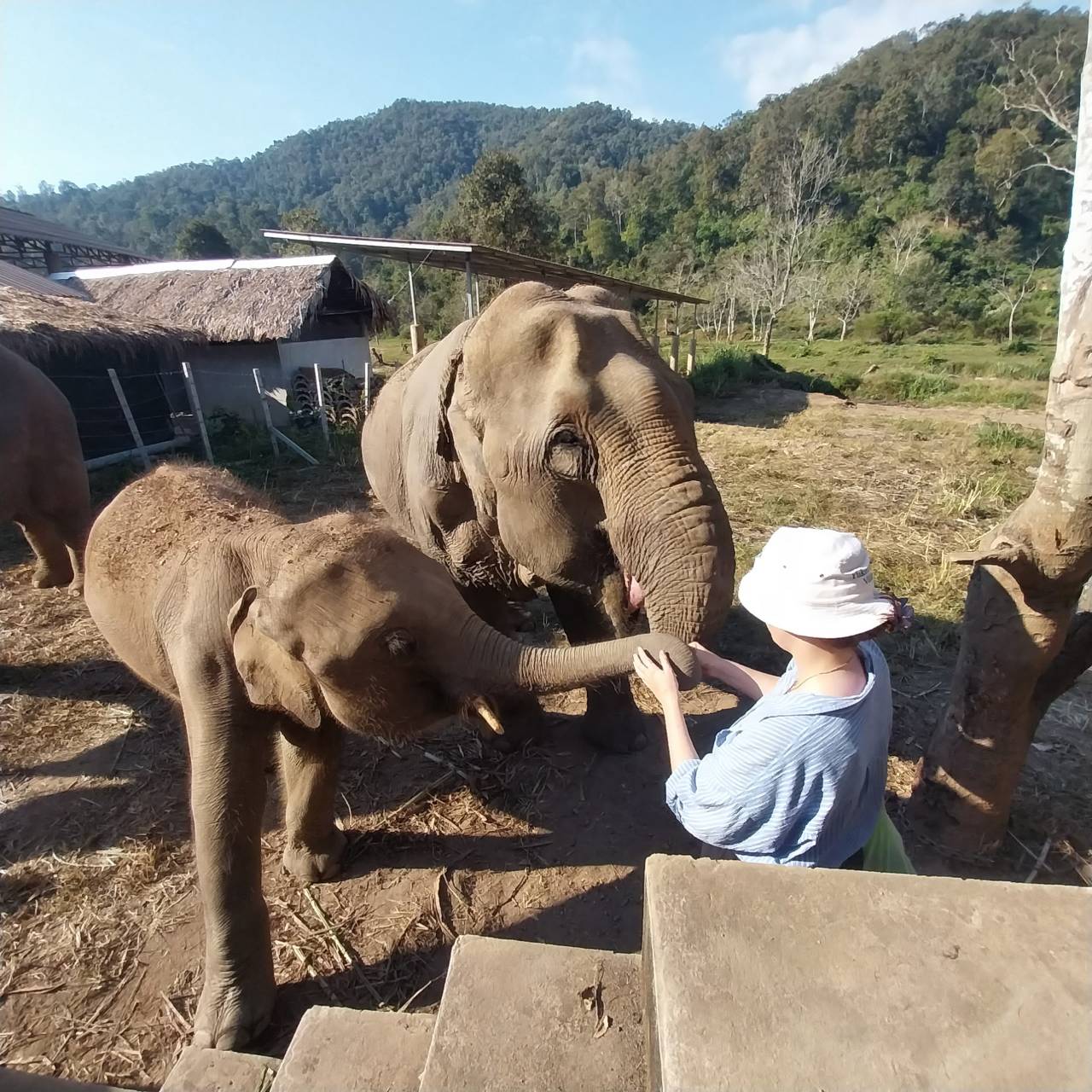 【タイ-チェンマイ】アジア象体験プログラムスケジュール画像