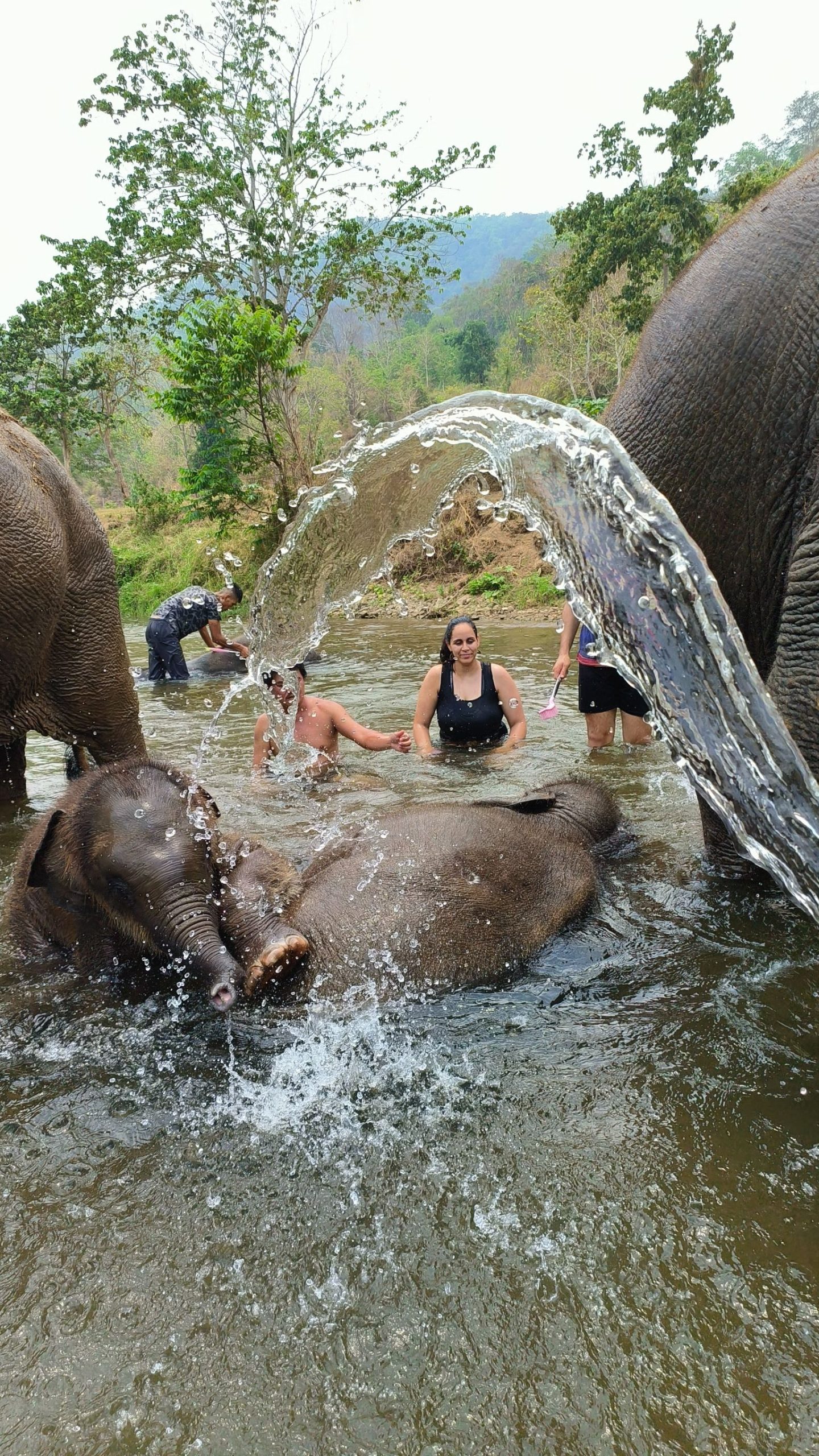 【タイ-チェンマイ】アジア象体験プログラムスケジュール画像