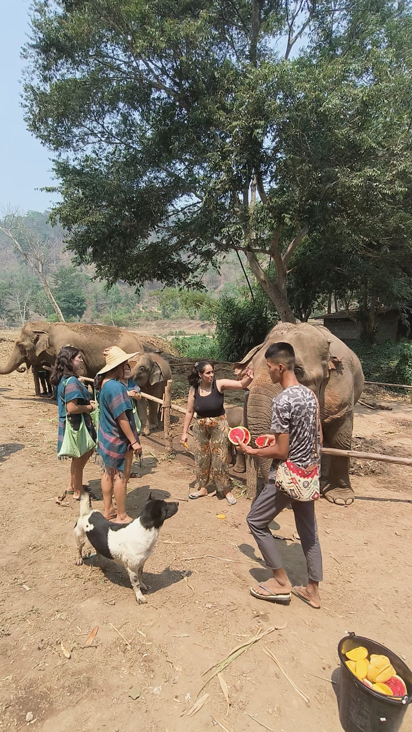 【タイ-チェンマイ】アジア象体験プログラムスケジュール画像