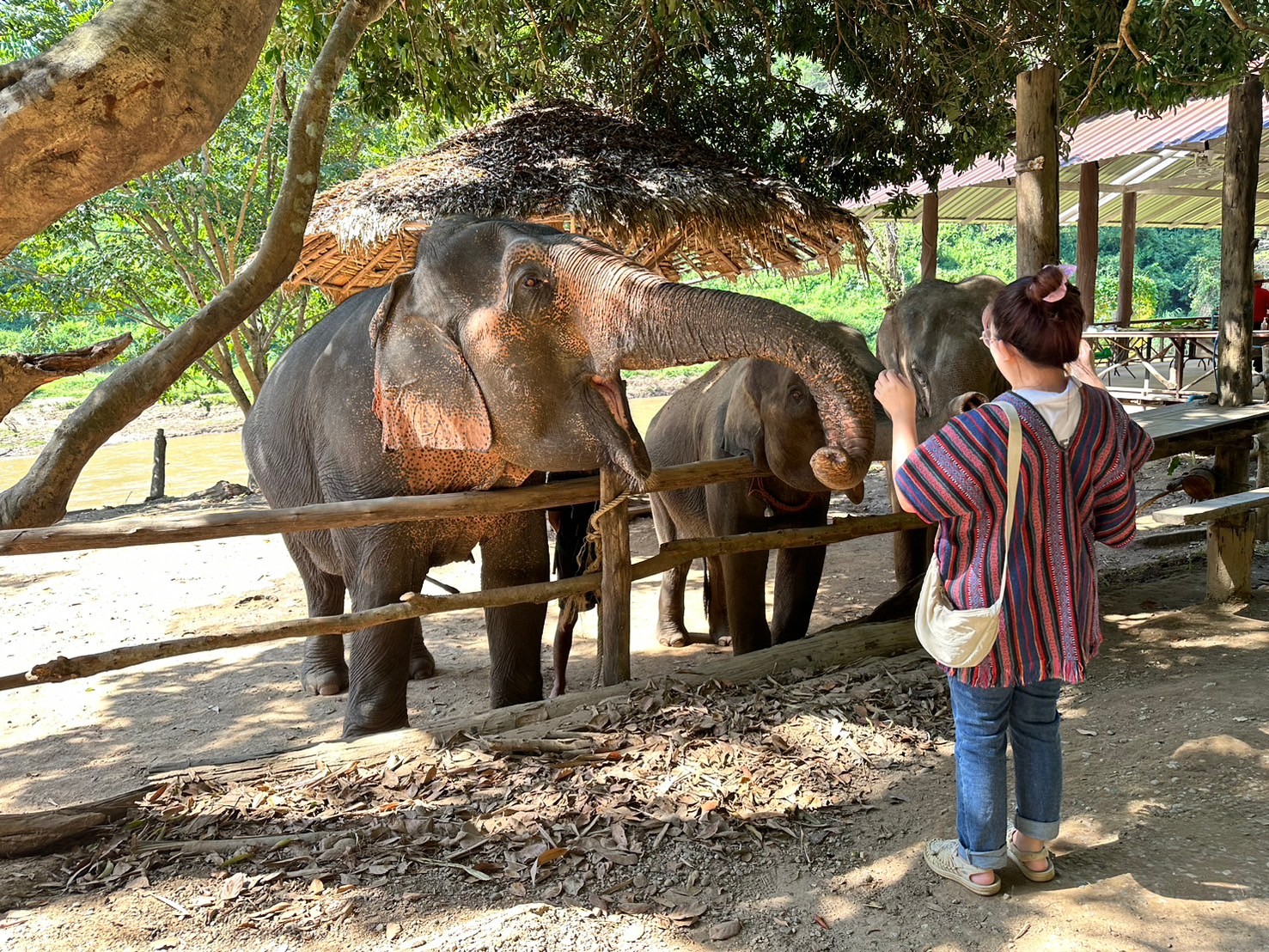 【タイ-チェンマイ】アジア象体験プログラム業務内容画像