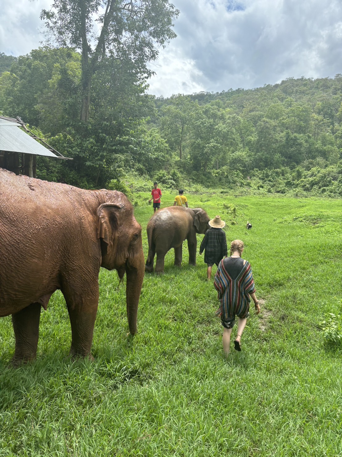 【タイ-チェンマイ】アジア象体験プログラム業務内容画像
