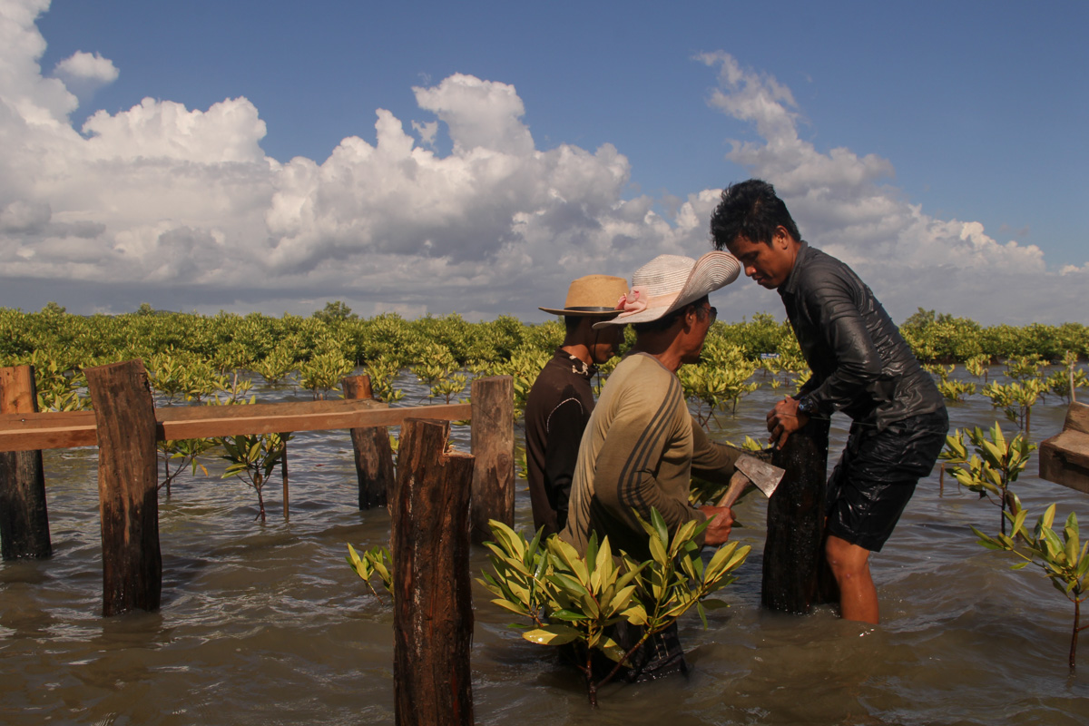 【カンボジア – カンポット】マングローブ保護スケジュール画像