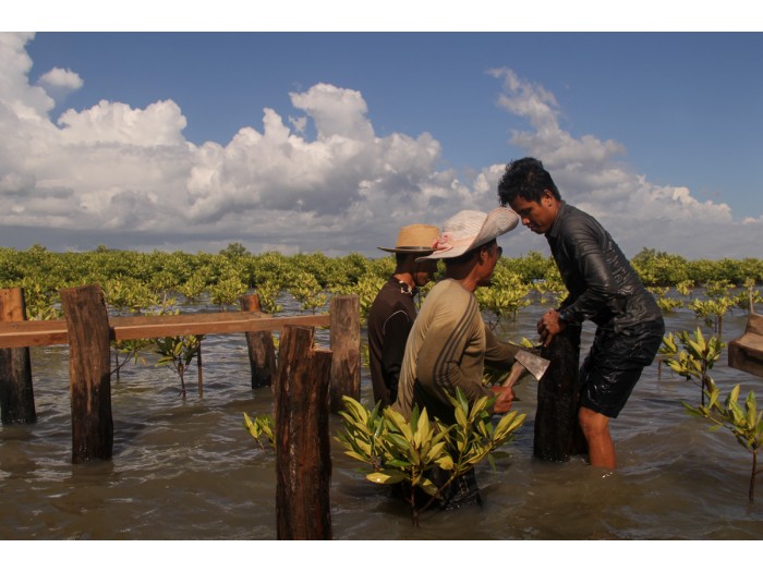 【カンボジア – カンポット】マングローブ保護