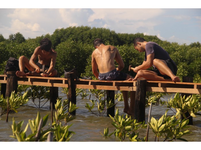 【カンボジア – カンポット】マングローブ保護