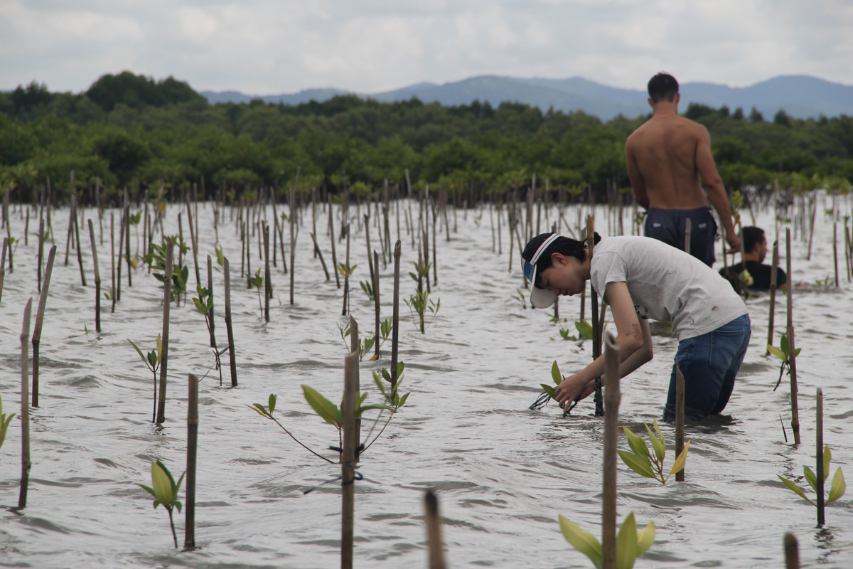 【カンボジア – カンポット】マングローブ保護スケジュール画像