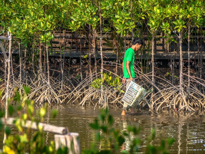 【カンボジア – カンポット】マングローブ保護