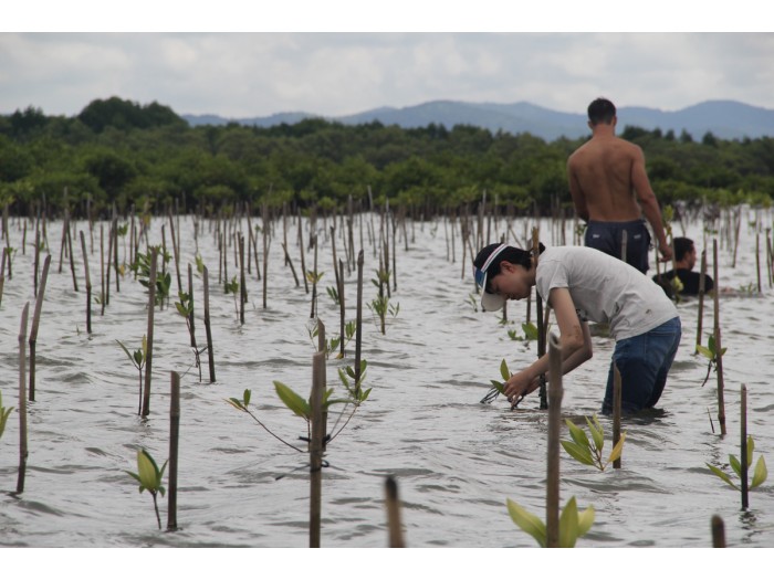 【カンボジア – カンポット】マングローブ保護