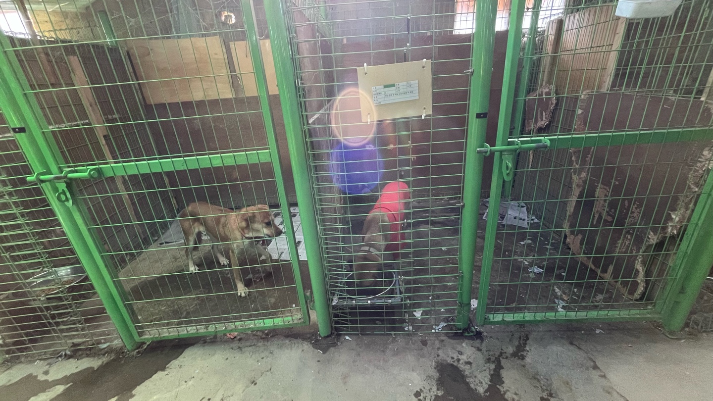 【韓国】動物保護プログラム業務内容画像