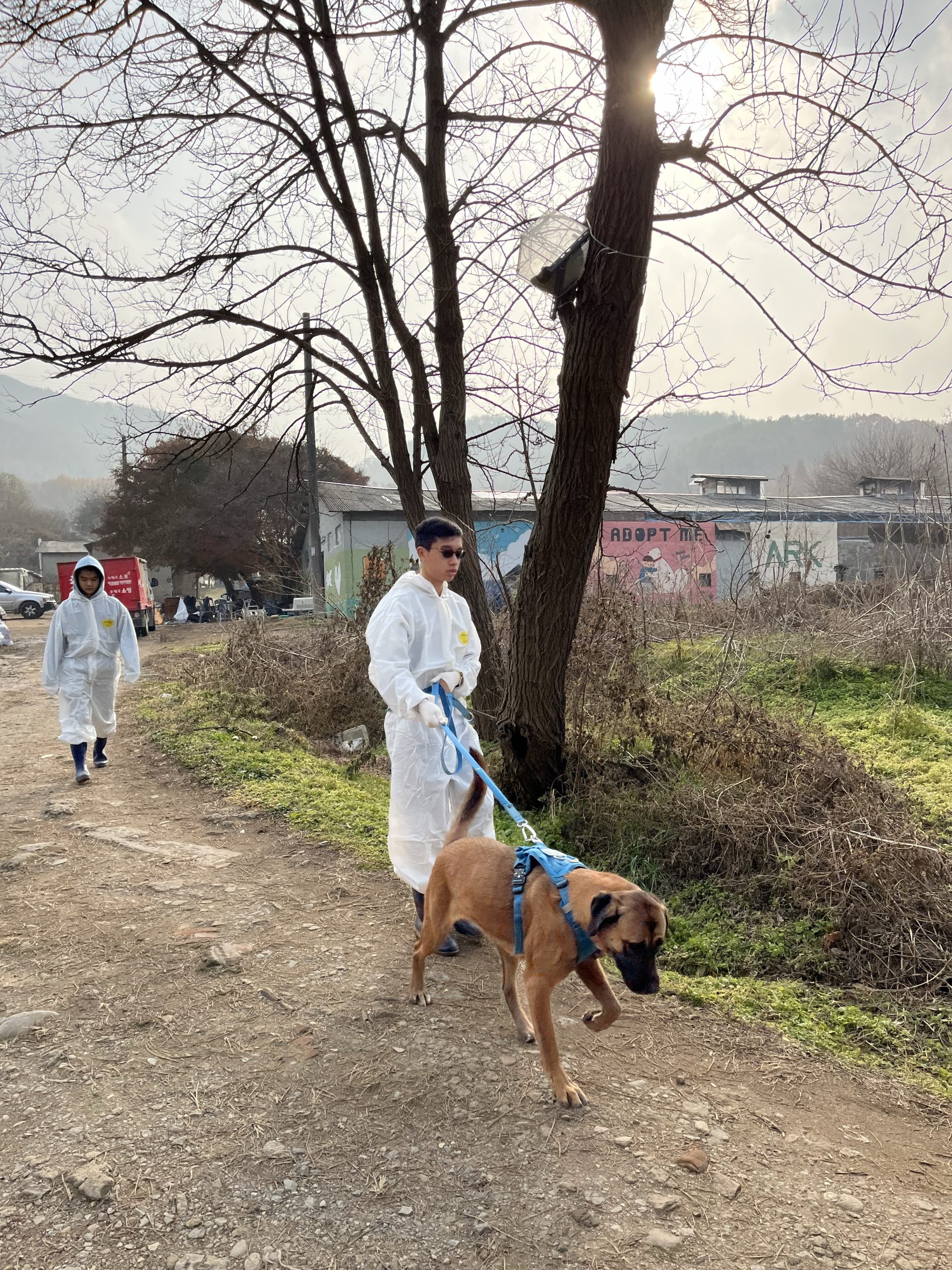 【韓国】動物保護プログラム業務内容画像