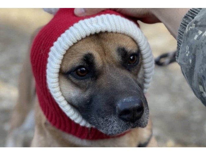 【韓国】動物保護プログラム