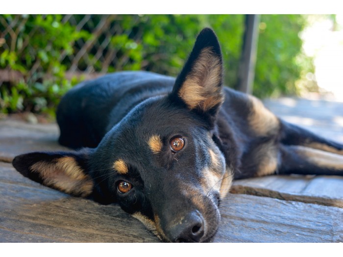 【インド】ドッグリハビリテーション