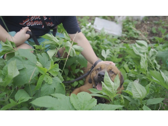 【韓国】動物保護プログラム