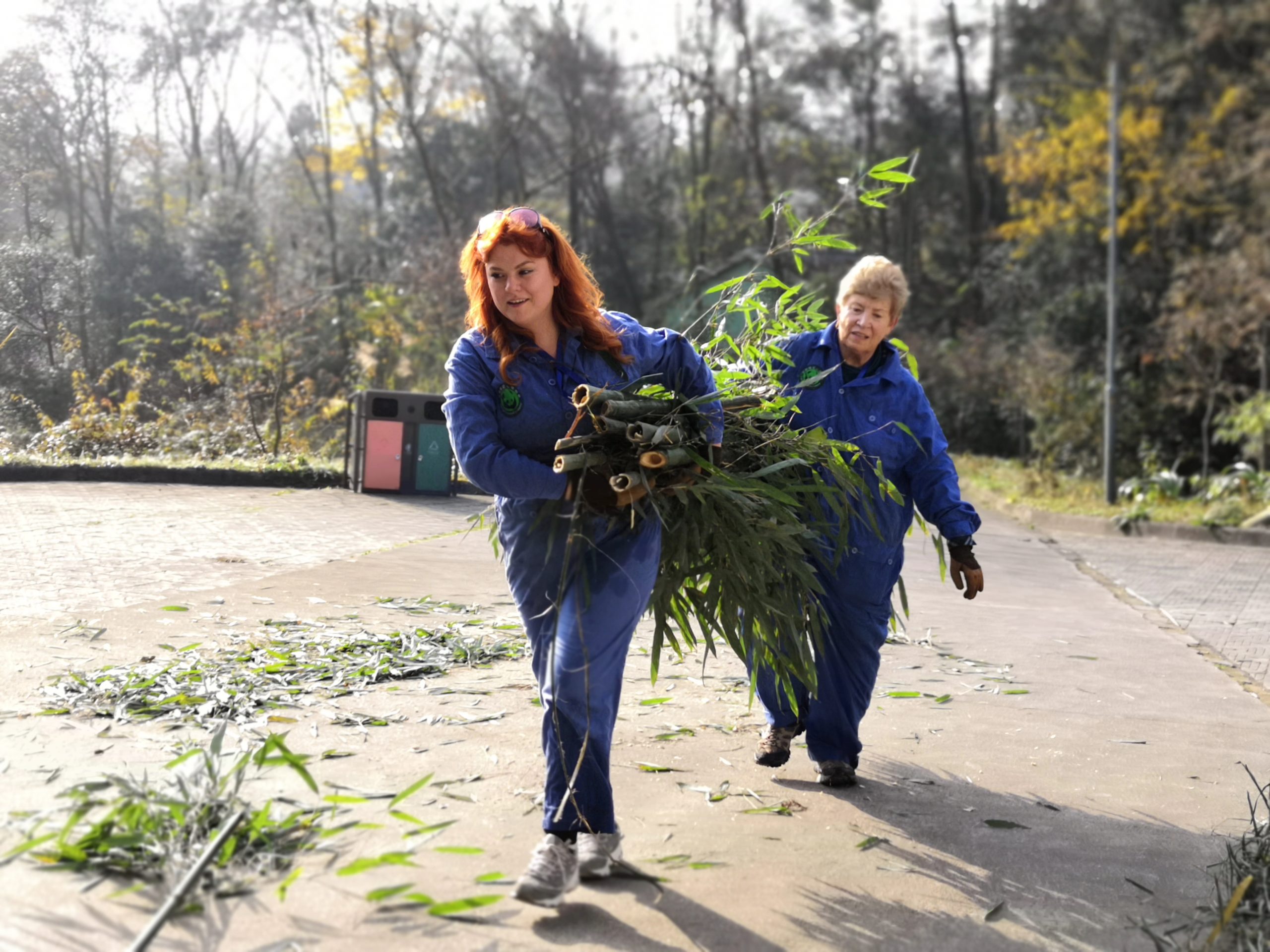 【中国】パンダ保護プロジェクトスケジュール画像