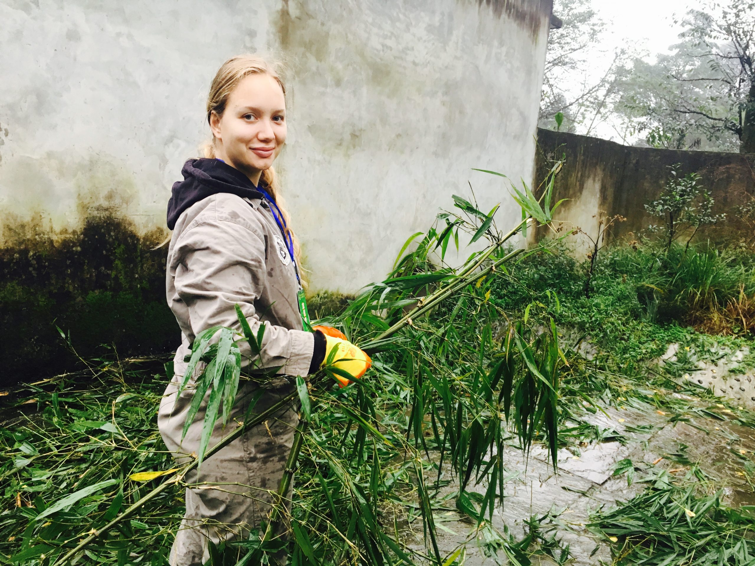 【中国】パンダ保護プロジェクト業務内容画像