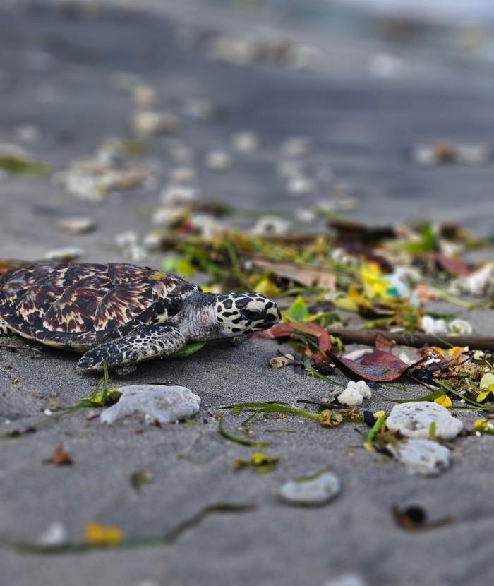 【インドネシア – ロンボク島】ウミガメ保護プログラムスケジュール画像