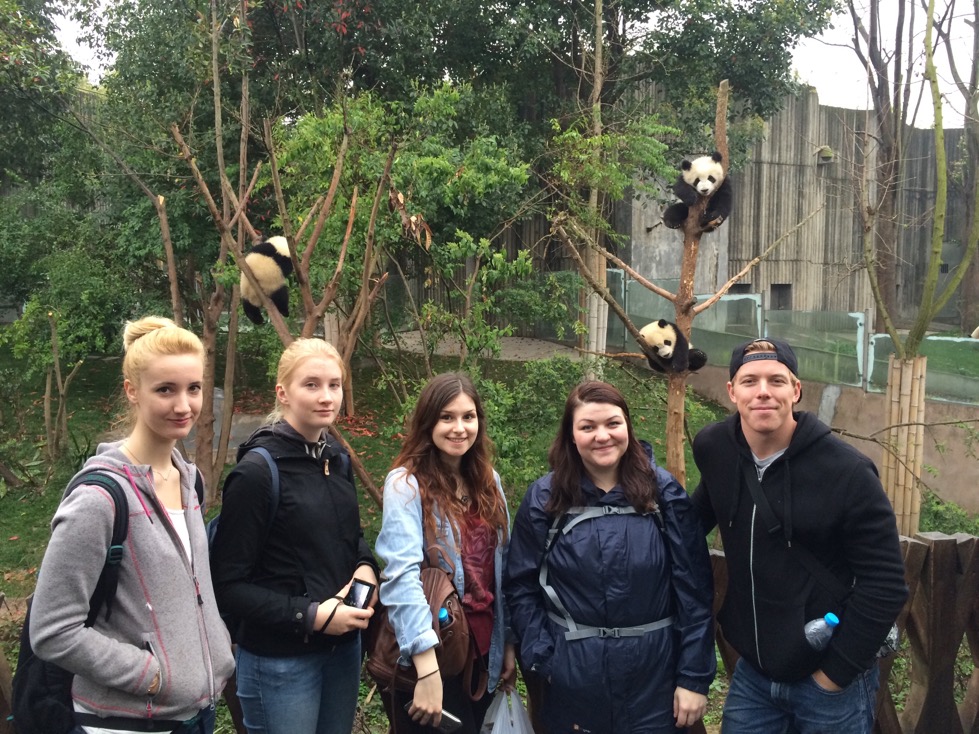 【中国】パンダ保護プロジェクト業務内容画像