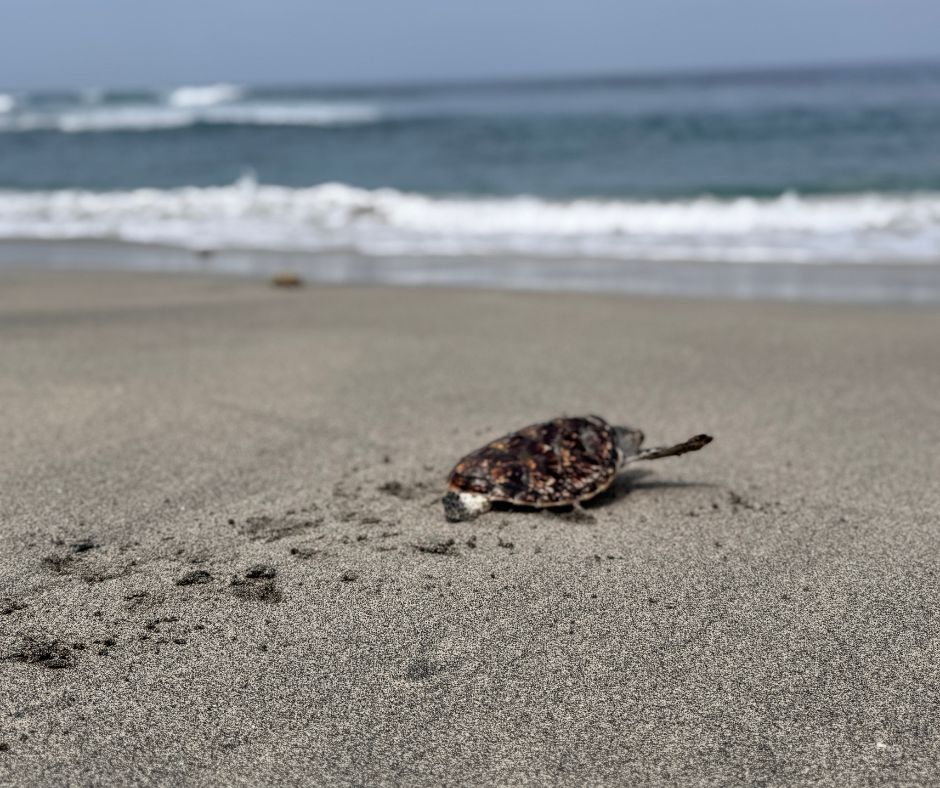 【インドネシア – ロンボク島】ウミガメ保護プログラムスケジュール画像