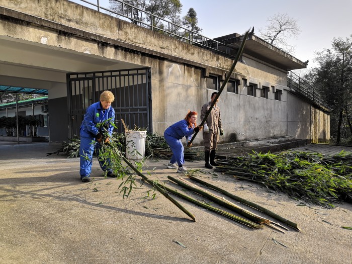 【中国】パンダ保護プロジェクト