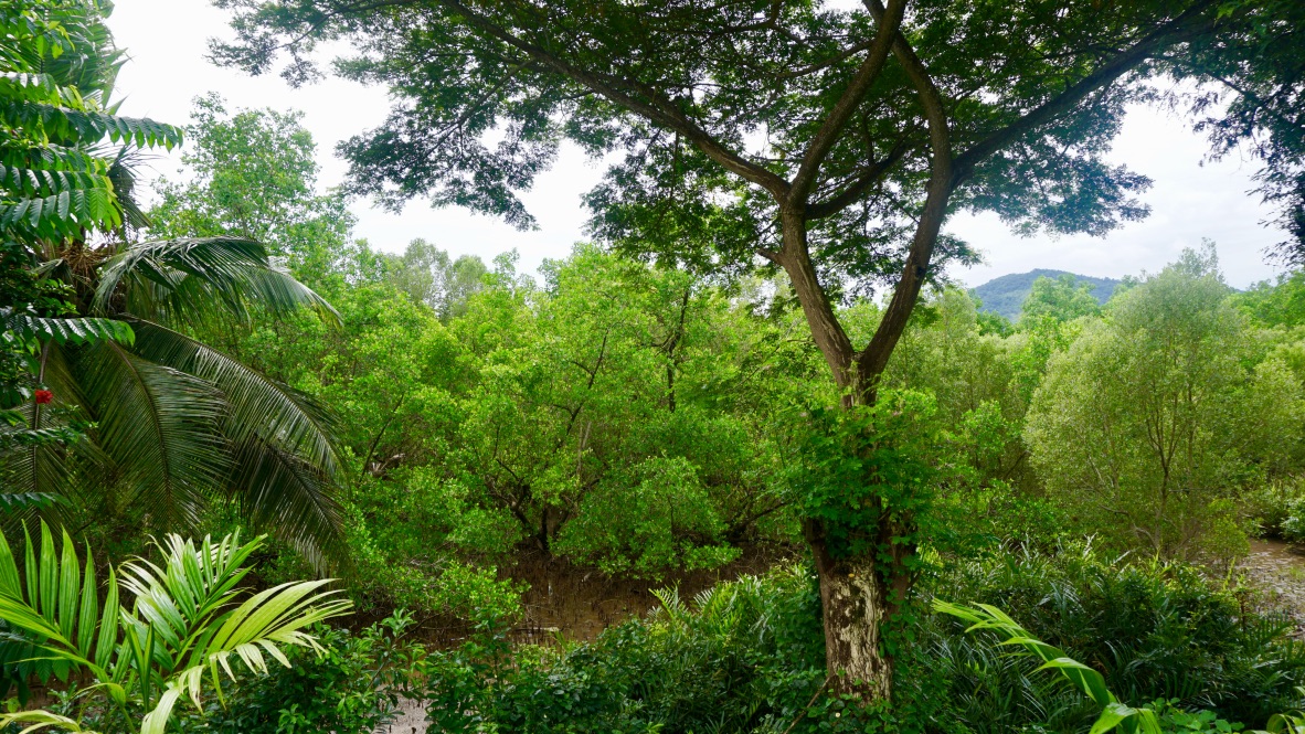 【マダガスカル】環境保護プログラム