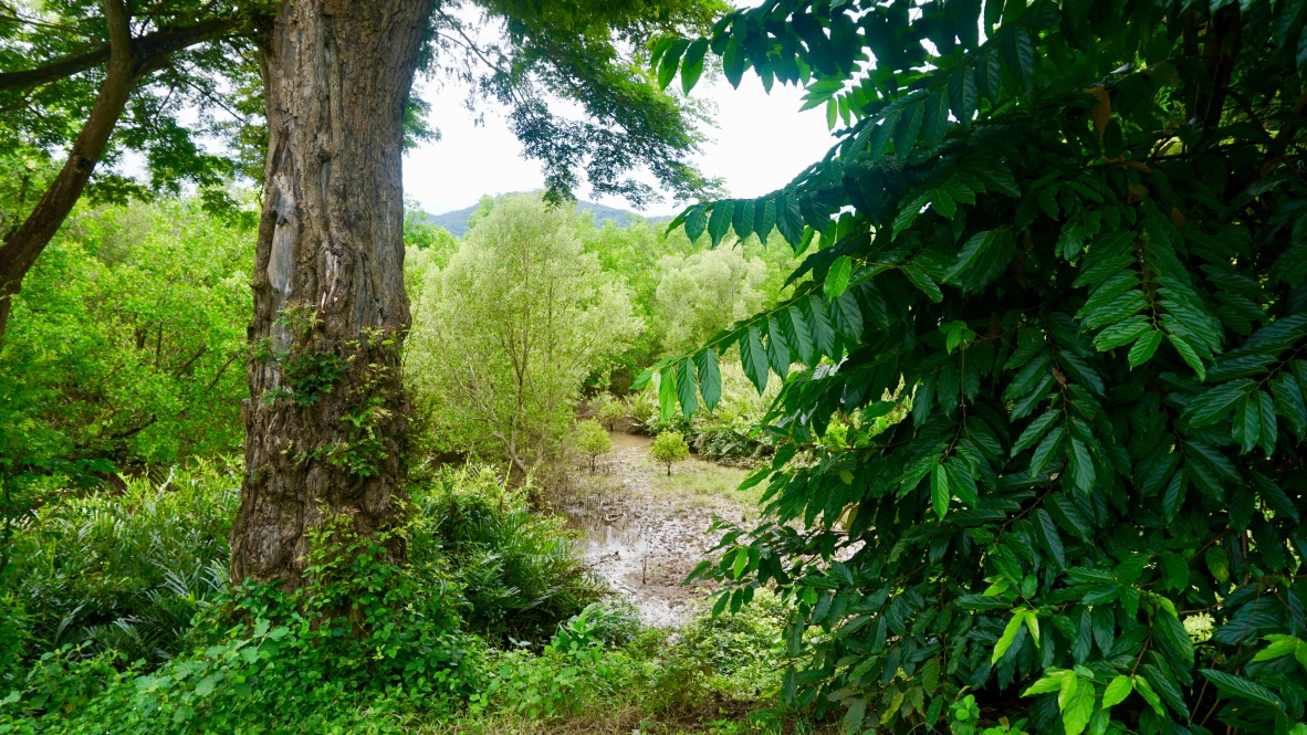 【マダガスカル】環境保護プログラム