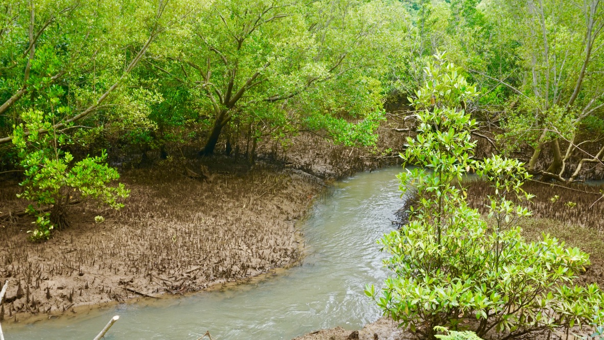 【マダガスカル】環境保護プログラム