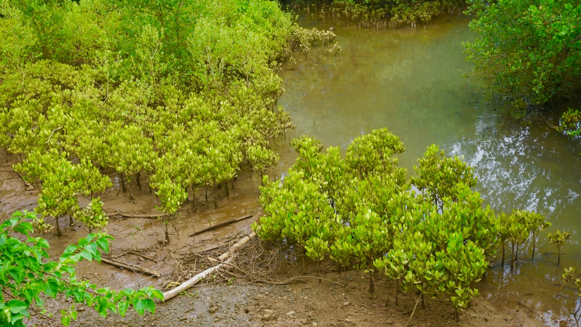 【マダガスカル】環境保護プログラム