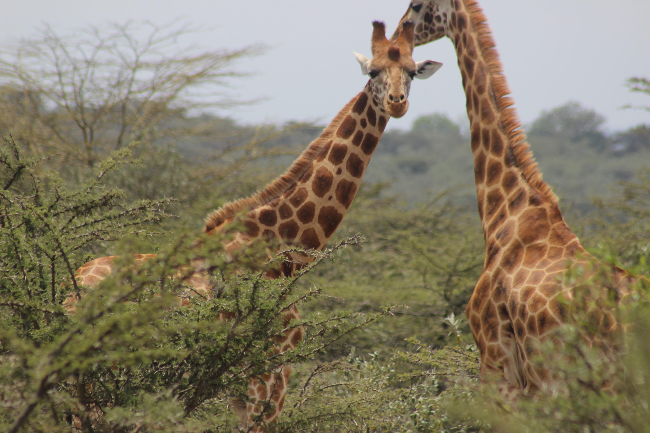 【ケニア】野生動物の保護プロジェクト