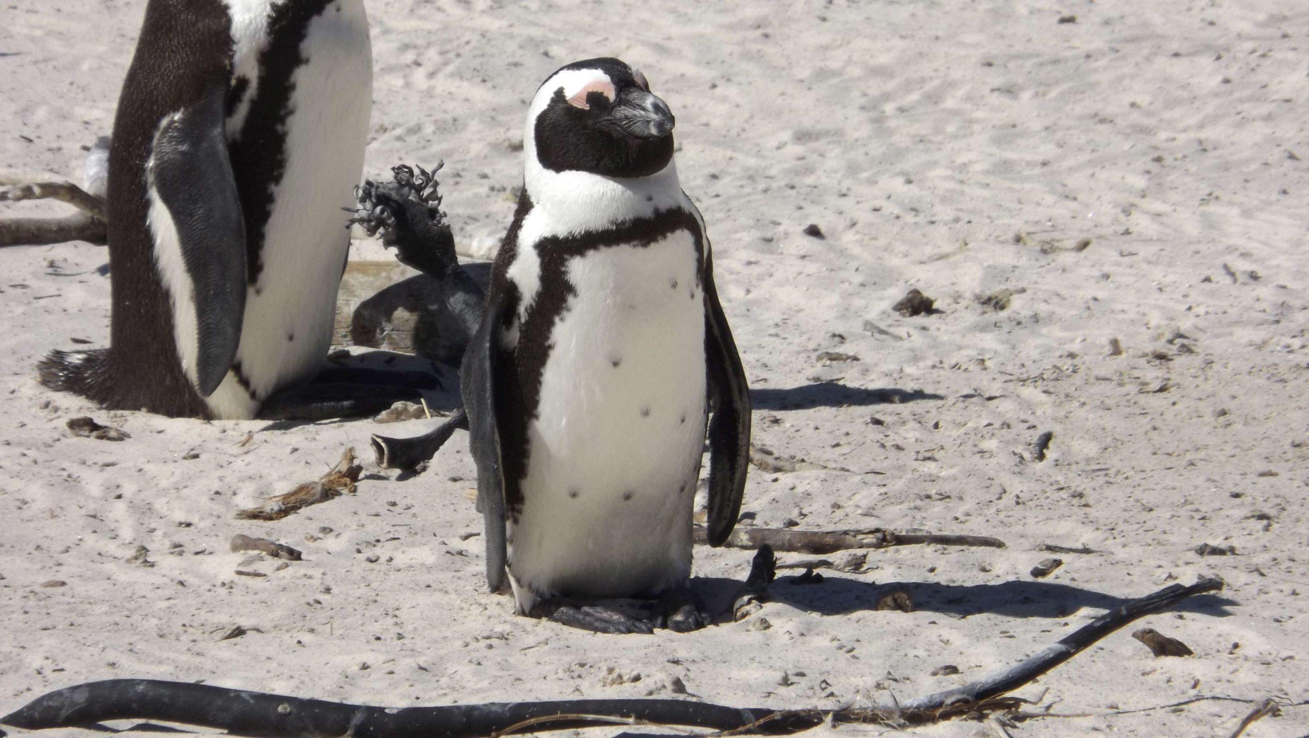 【ガーナ】教育プログラムスケジュール画像