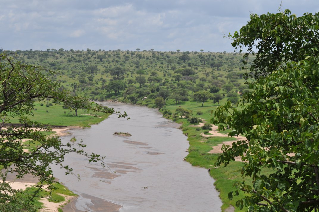 【ケニア】野生動物の保護プロジェクト業務内容画像