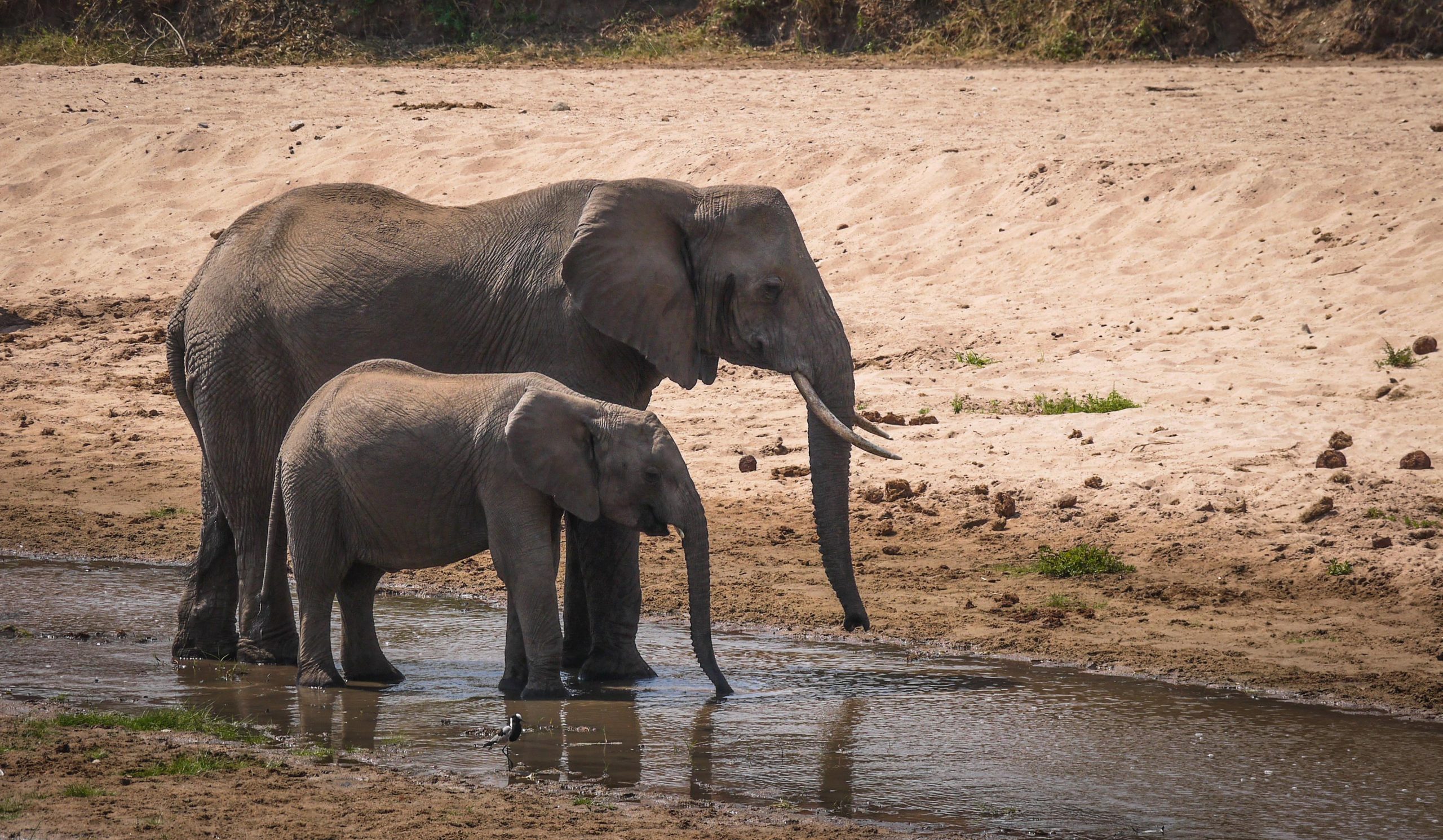 【ケニア】野生動物の保護プロジェクト宿泊先画像
