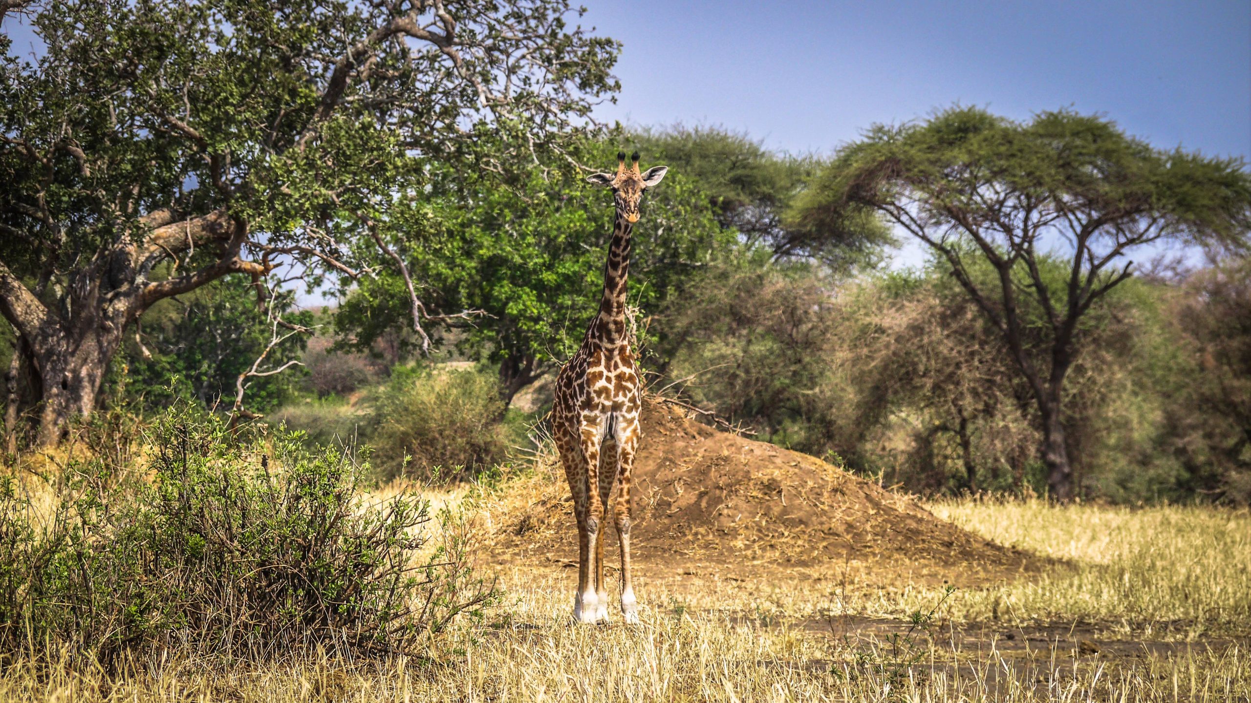 【ケニア】野生動物の保護プロジェクト宿泊先画像
