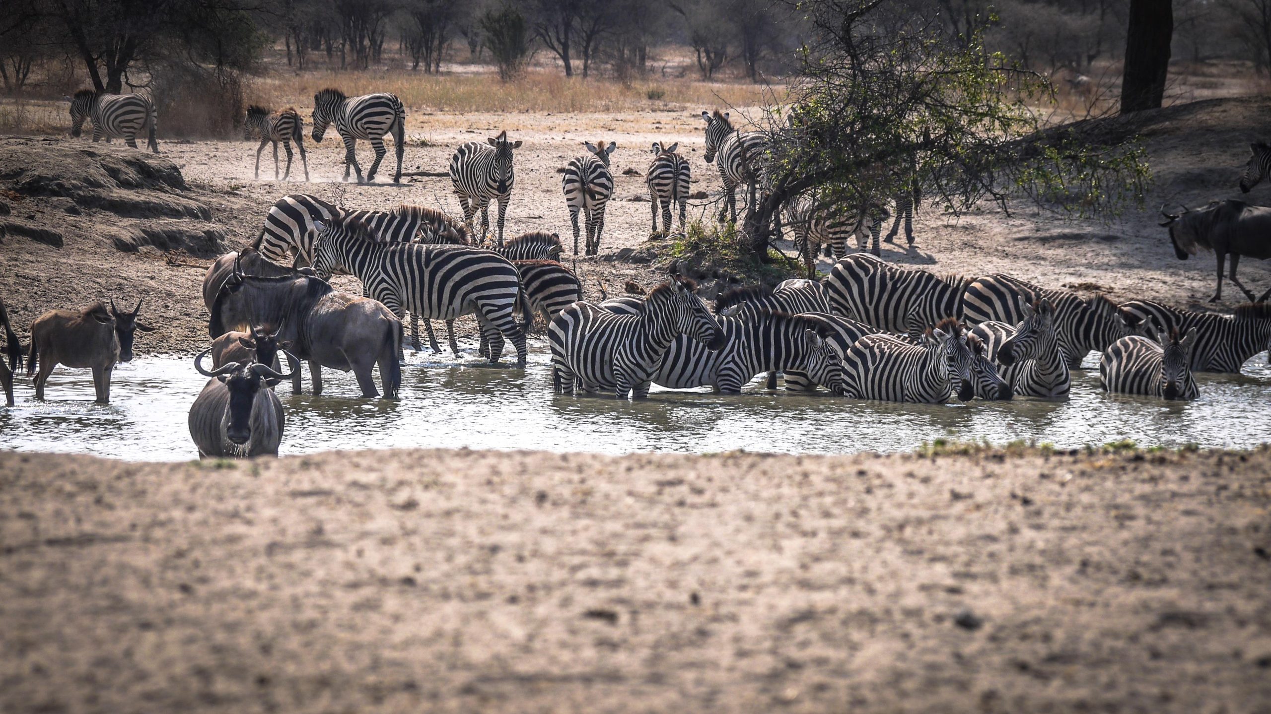 【ケニア】野生動物の保護プロジェクト宿泊先画像