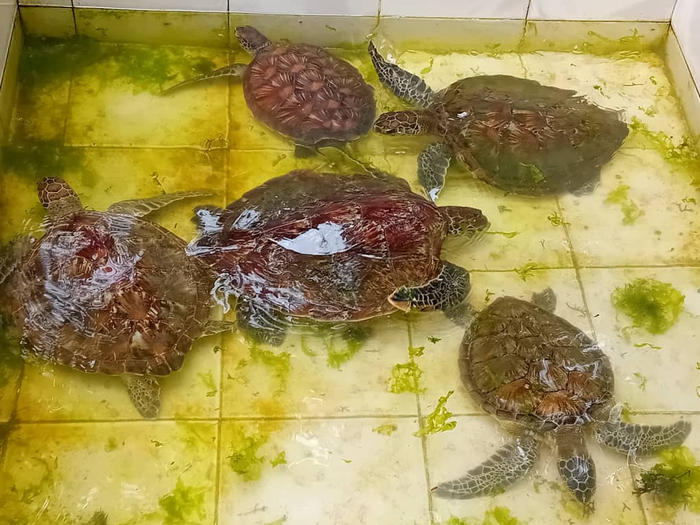 【ネパール】エベレストベースキャンププログラムスケジュール画像