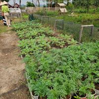 【ベトナム】農家支援プログラム業務内容画像