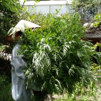 【ベトナム】エコファーム