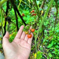 【ベトナム】エコファームスケジュール画像