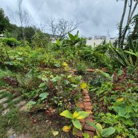 【ベトナム】エコファーム業務内容画像