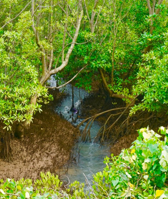 【マダガスカル】環境保護プログラムスケジュール画像