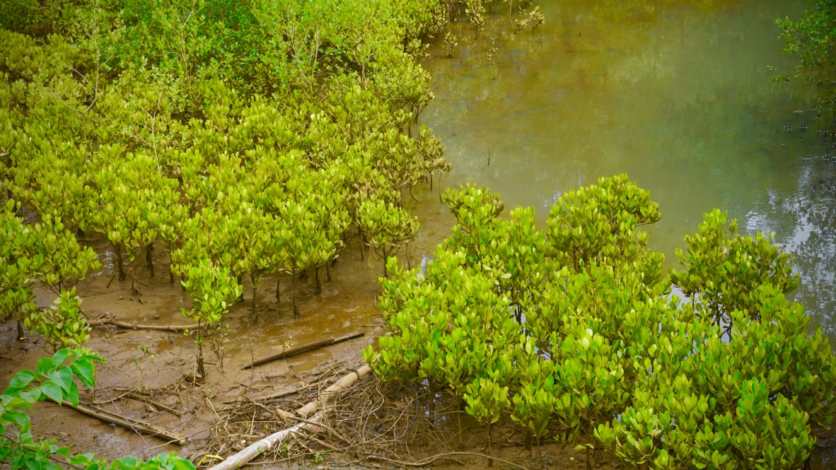 【マダガスカル】環境保護プログラムスケジュール画像