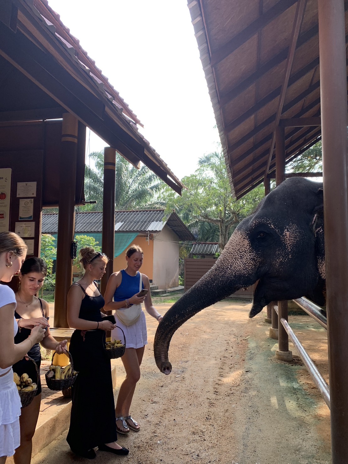 【タイ – サムイ島】文化体験プログラムスケジュール画像