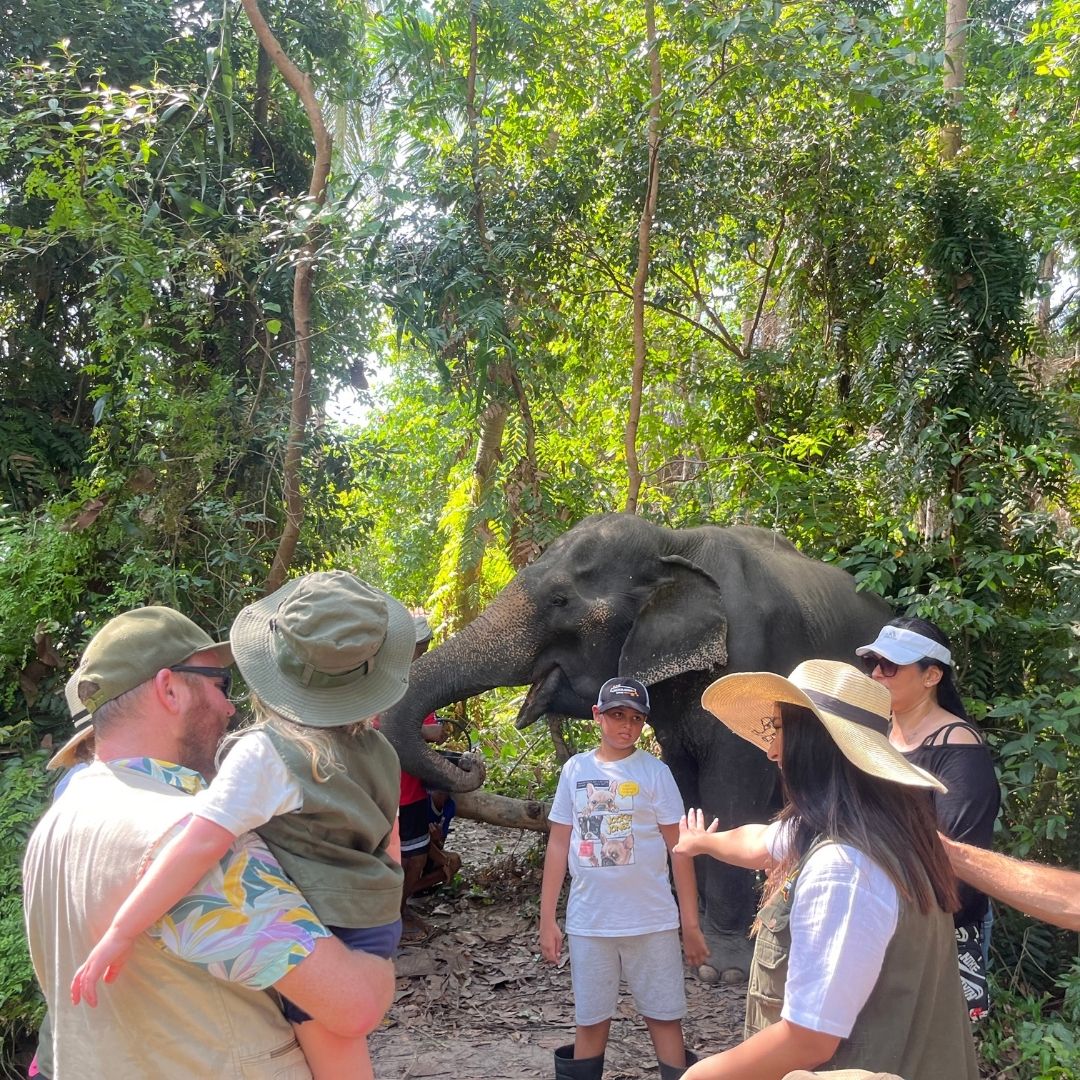 【タイ – サムイ島】アジアゾウ保護プログラム業務内容画像