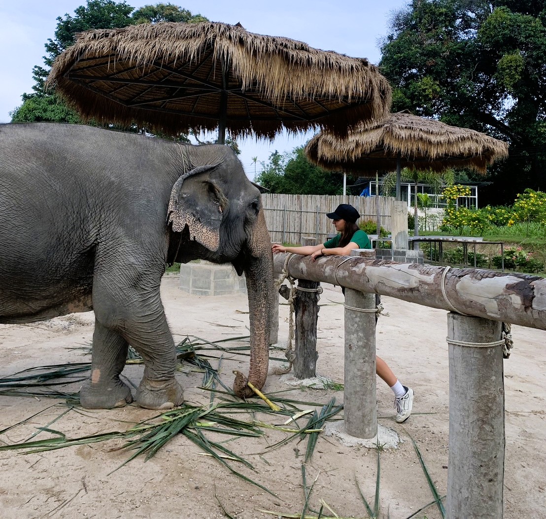 【タイ – サムイ島】アジアゾウ保護プログラム