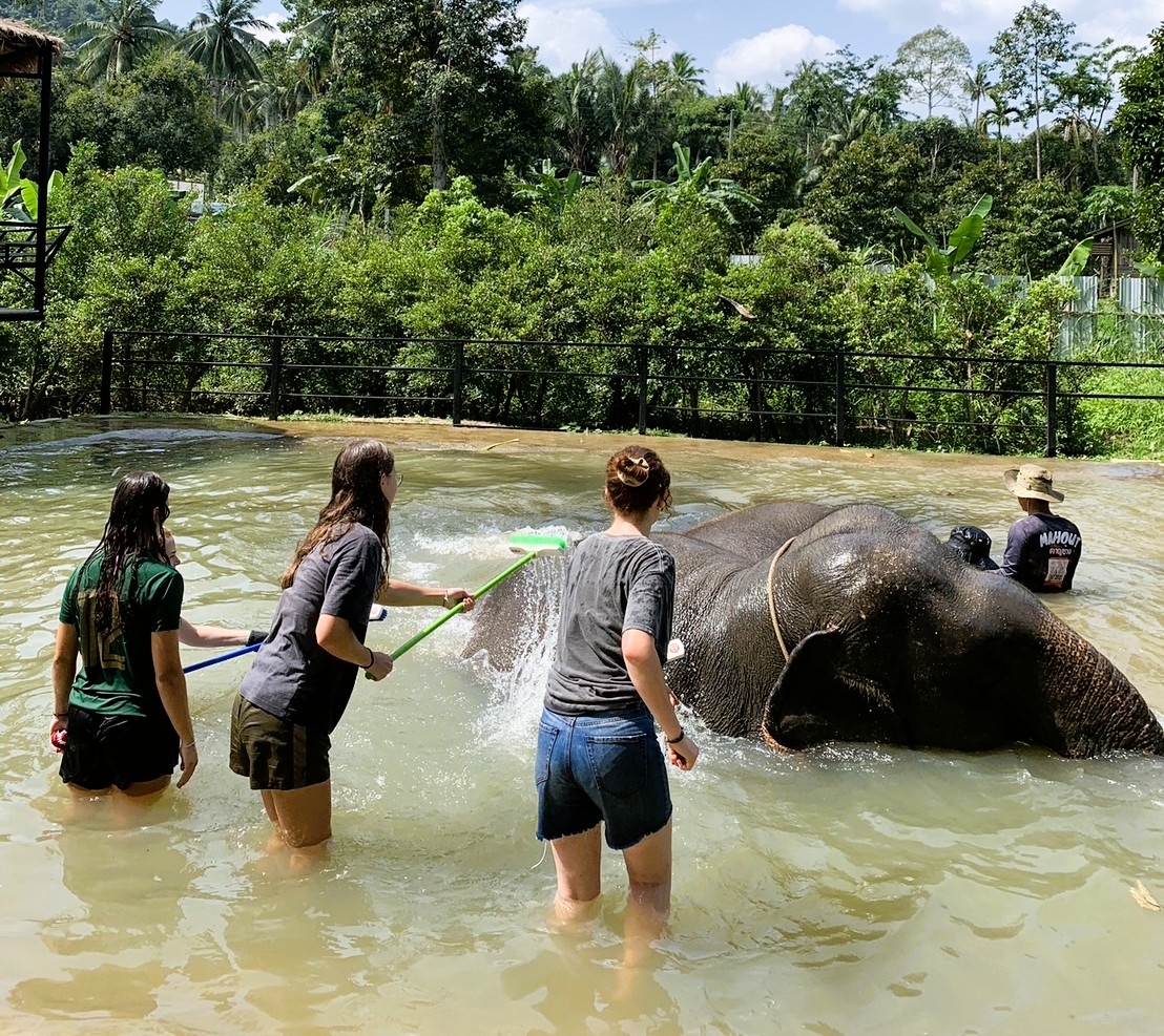 【タイ – サムイ島】アジアゾウ保護プログラム業務内容画像