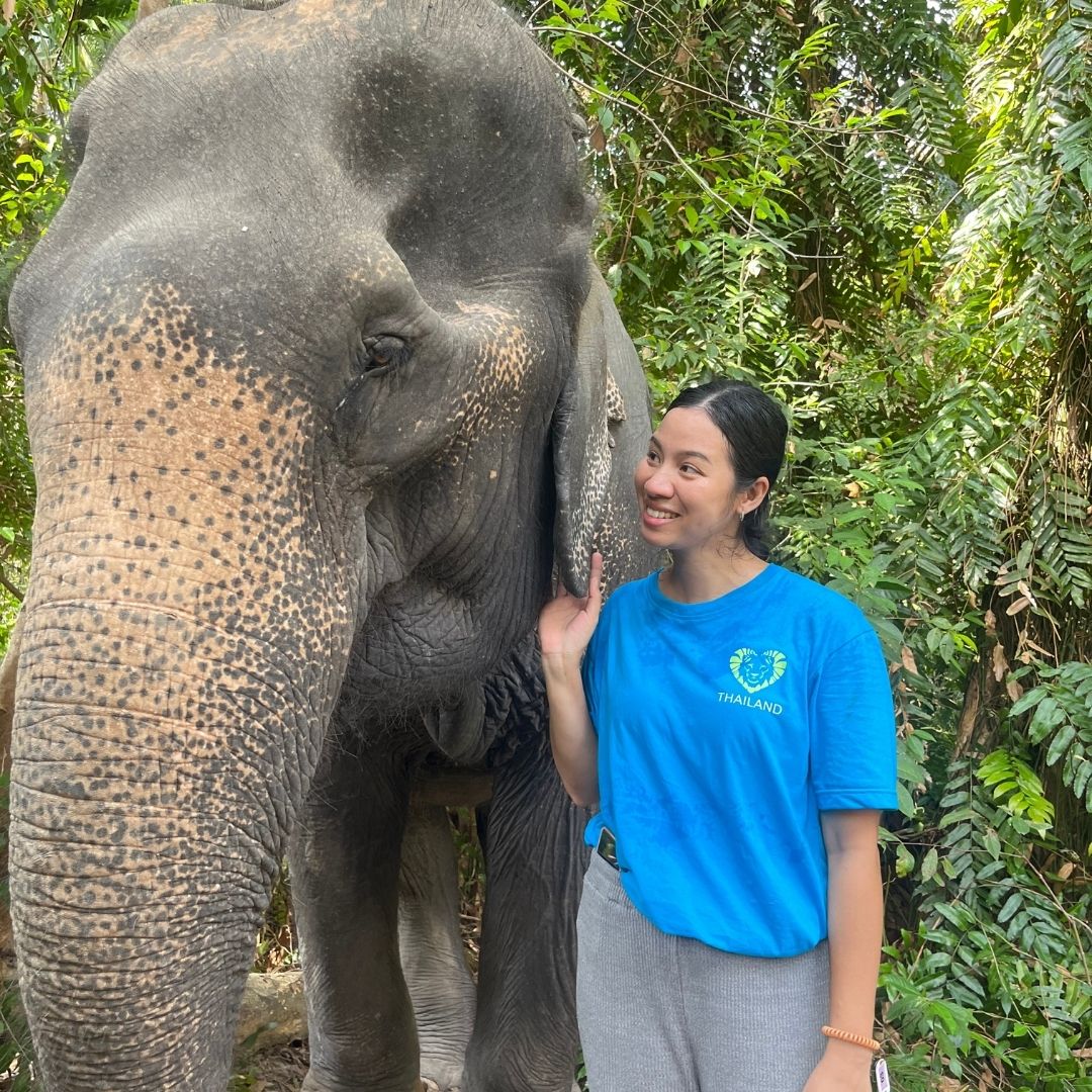 【タイ – サムイ島】アジアゾウ保護プログラム業務内容画像