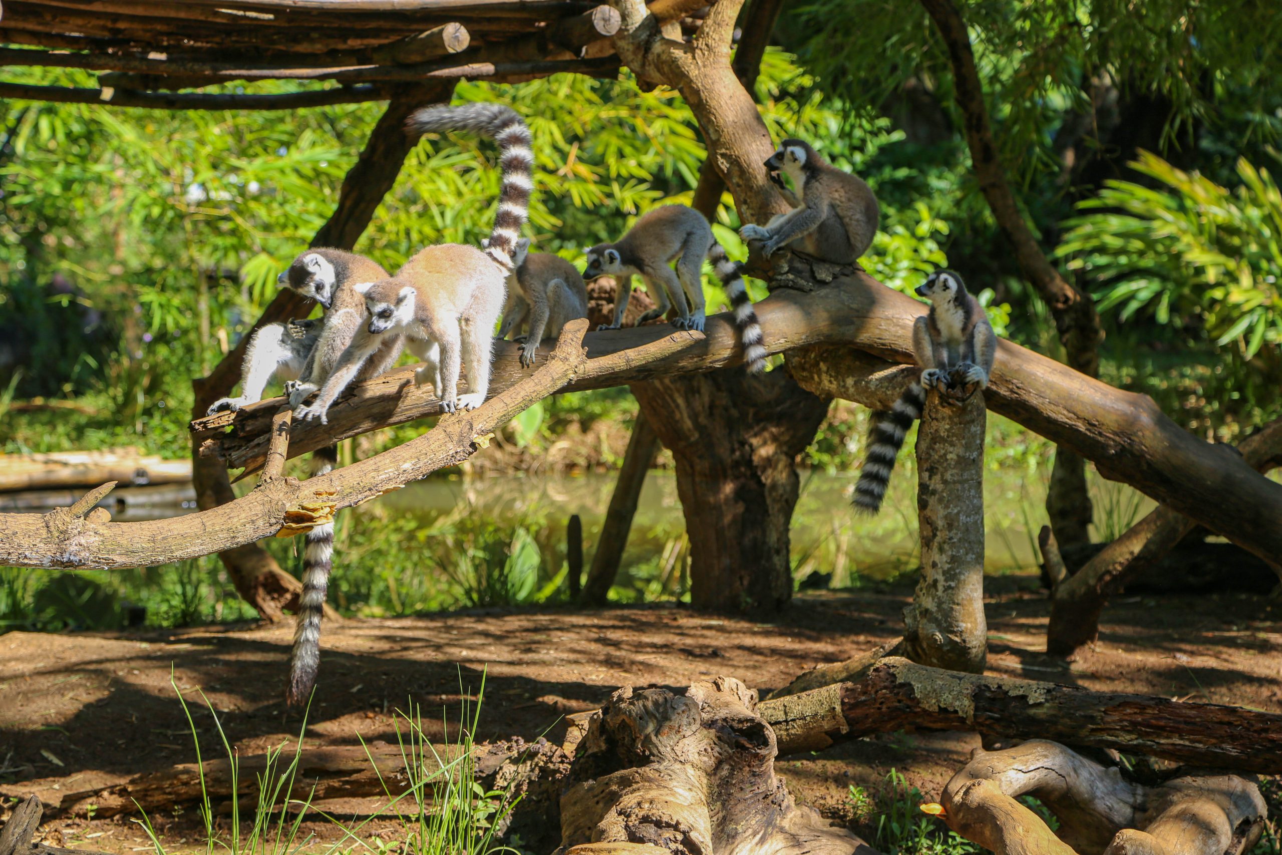 【マダガスカル】キツネザル保護プログラムスケジュール画像