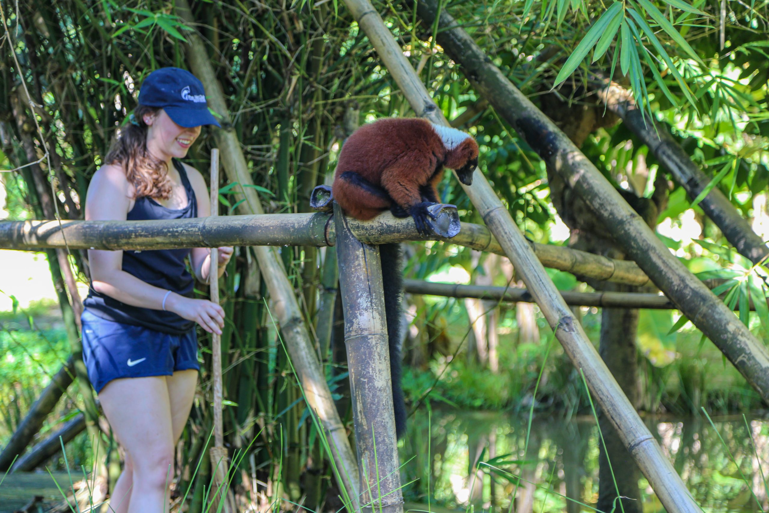 【マダガスカル】キツネザル保護プログラム業務内容画像