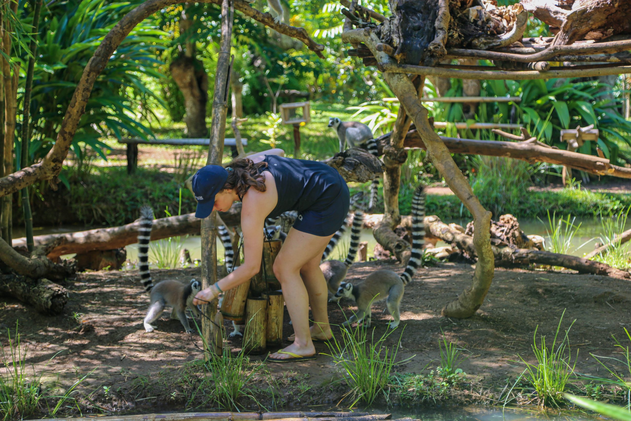【マダガスカル】キツネザル保護プログラム業務内容画像