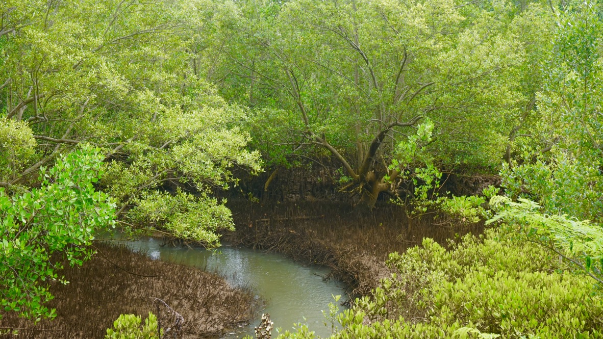 【マダガスカル】環境保護プログラムスケジュール画像