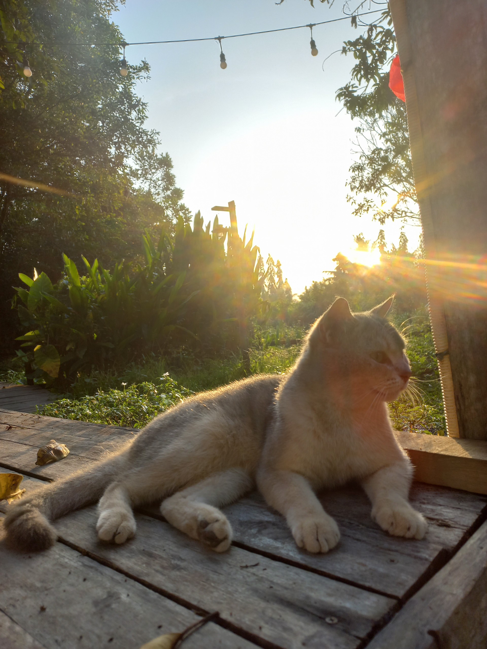 【ベトナム】農家支援プログラム